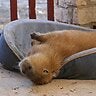 Sleepy Capybara